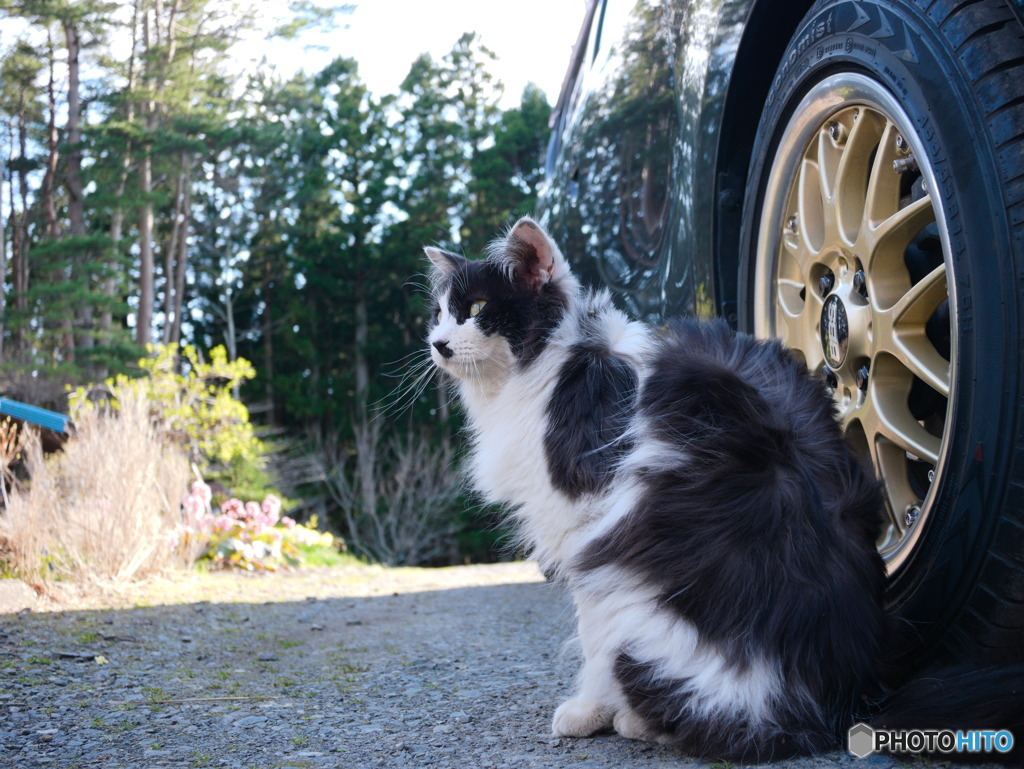 wavyな白黒ねこ