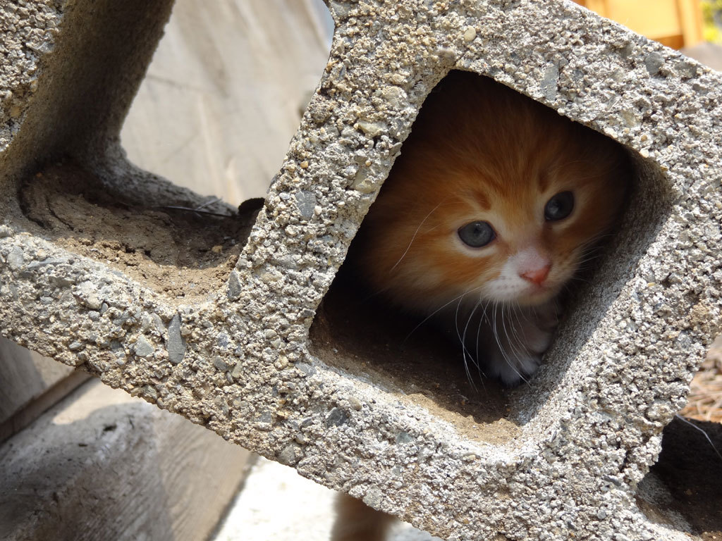 猫が通りますよ