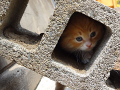 猫が通りますよ