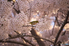 メジロとサクラ