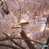 メジロとサクラ