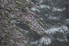 春の雪と桜