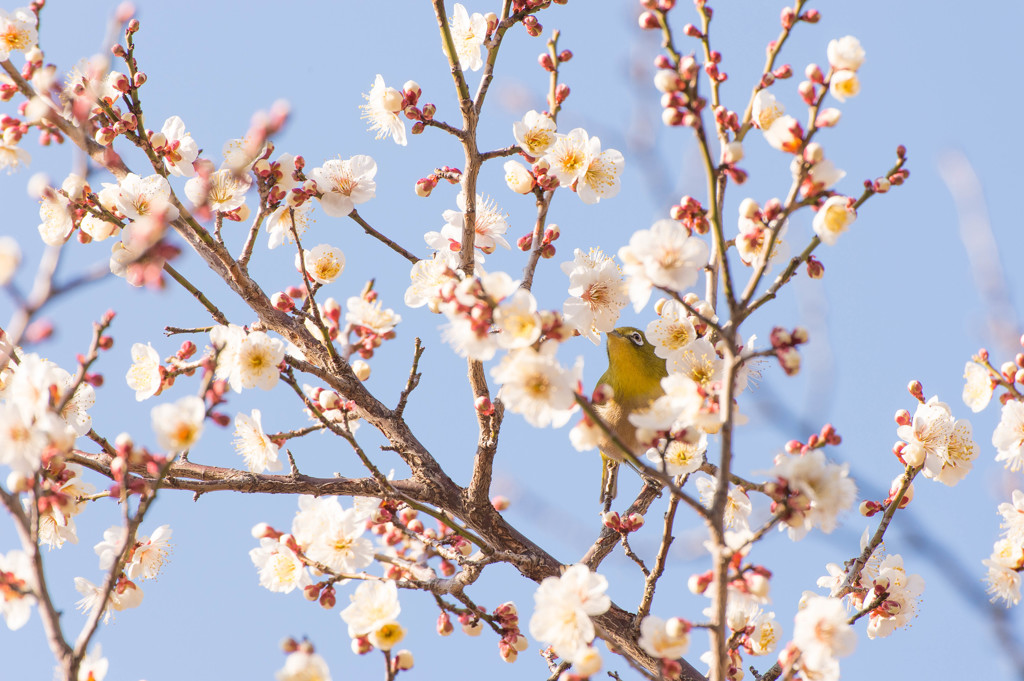 Spring