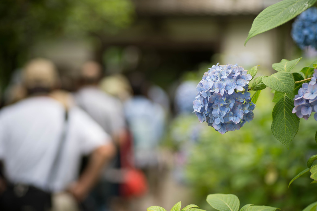 Hydrangea