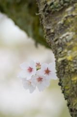 Sakura