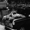 CAR & Flower