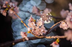 夜桜