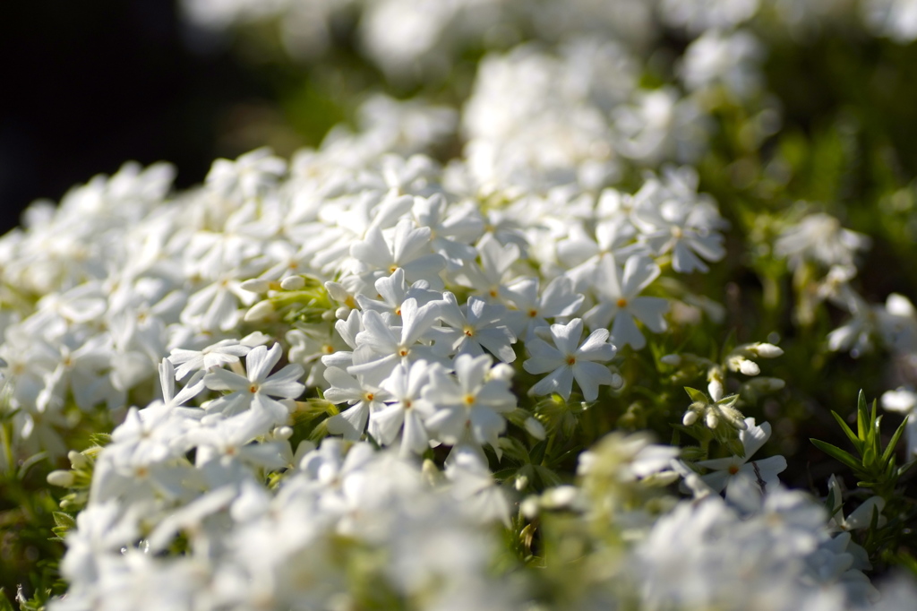 芝桜