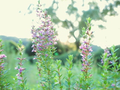 小さな花