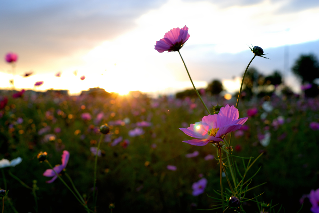 夕焼けの秋桜畑