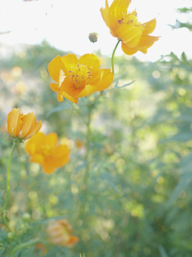 道端の花