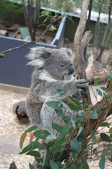koala