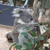 koala