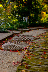 紅葉と苔　参道を散歩