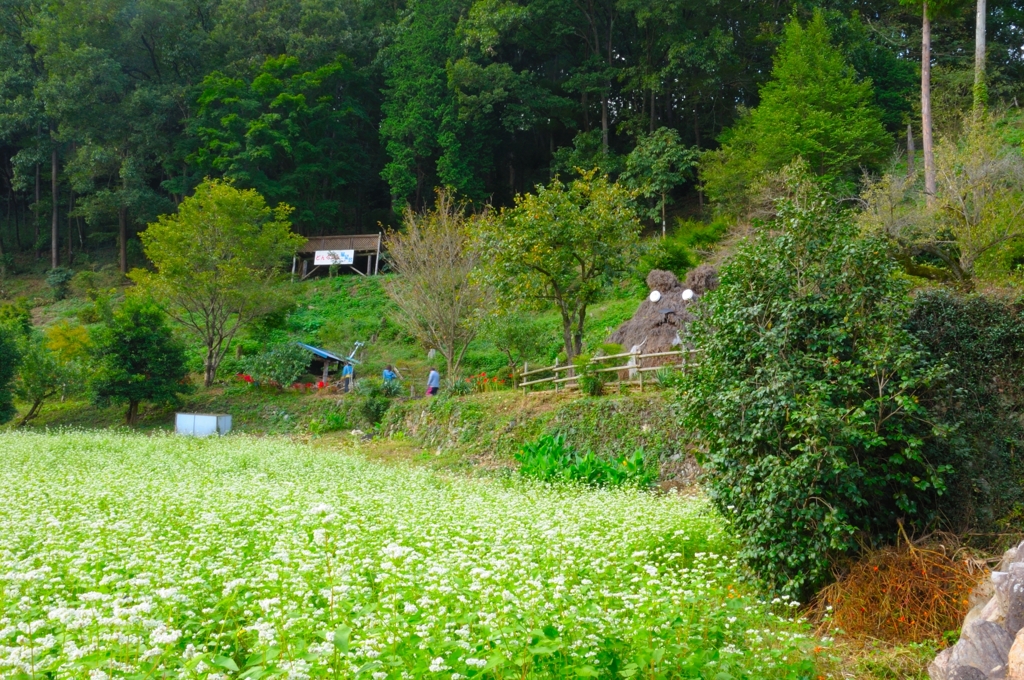 曼珠沙華の人気に嫉妬する茶色の塊