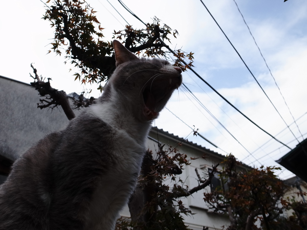 ニャー
