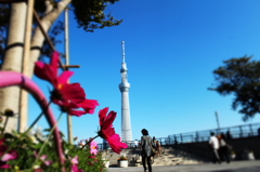 スカイツリーとコスモス。