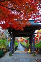 本土寺の紅葉回廊