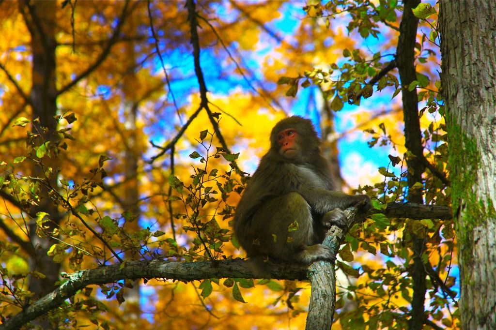 サルもおだてりゃ木に登る By フェイマス フォー Id 写真共有サイト Photohito
