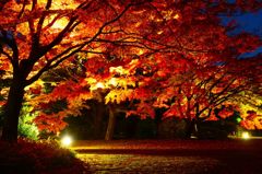 六義園の紅葉ライトアップ