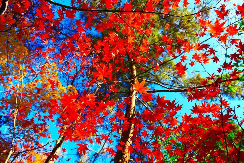 真っ赤なモミジを見上げてみました