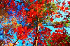 真っ赤なモミジを見上げてみました