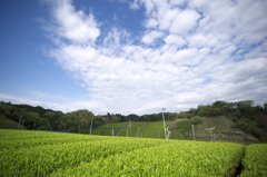 五月晴れは、茶摘み日和