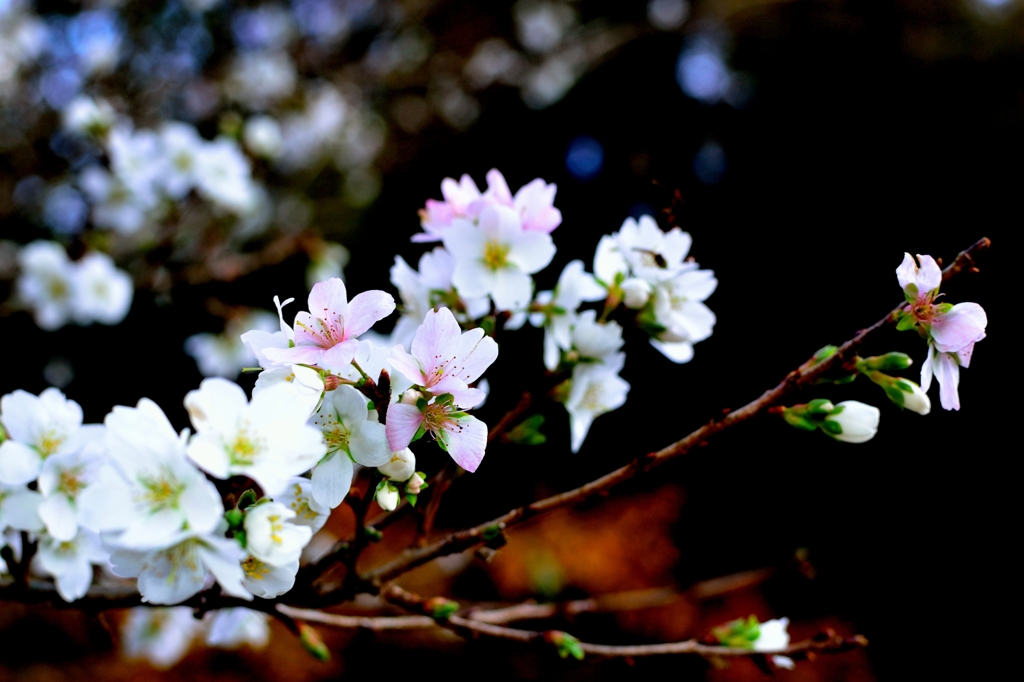 秋の桜