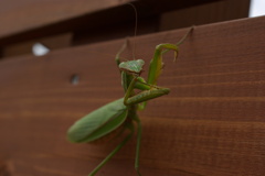 カマキリ