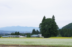 トトロの木