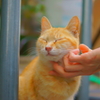 伊勢の招き猫