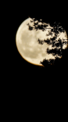 月夜