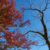 Autumn is going...