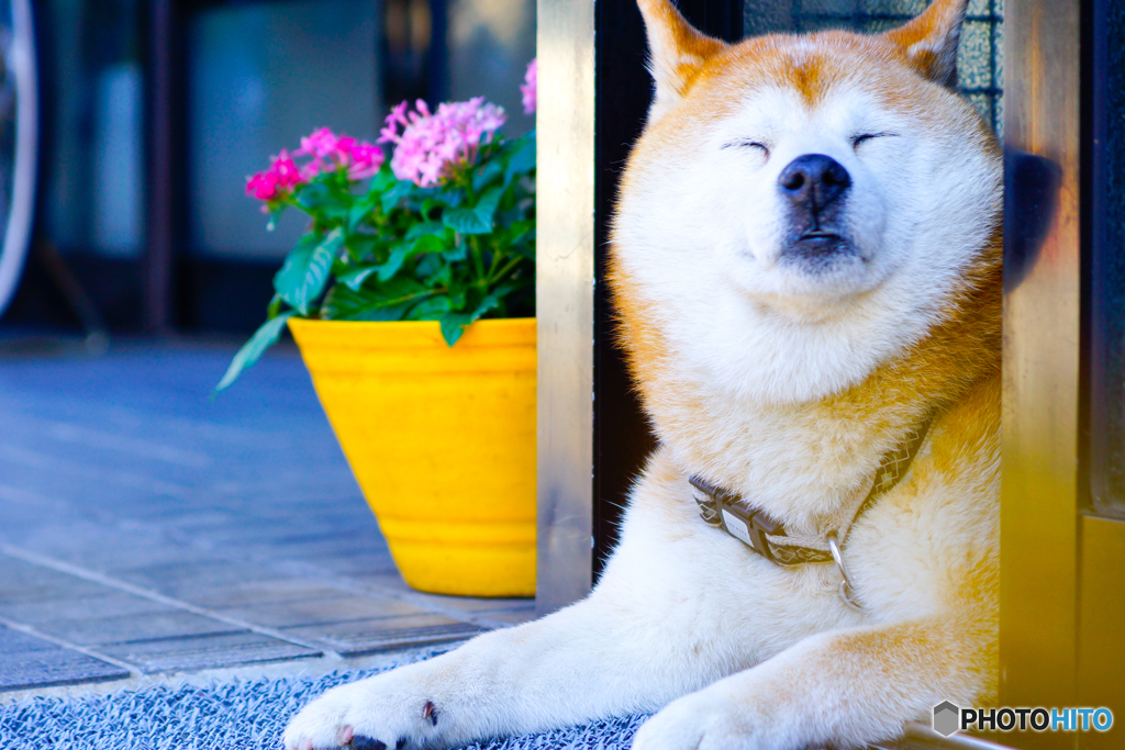 お犬様