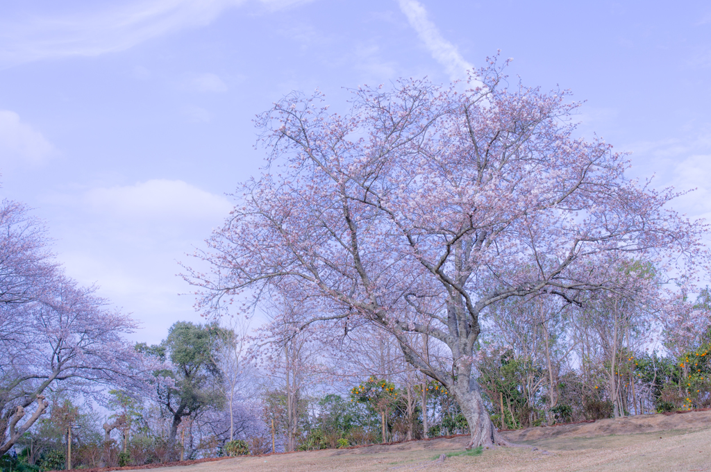 桜の木がある丘