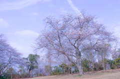 桜の木がある丘
