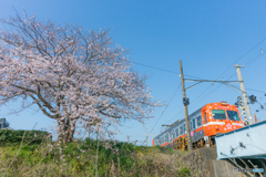 始発の桜