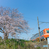 始発の桜