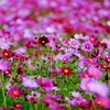 花の都