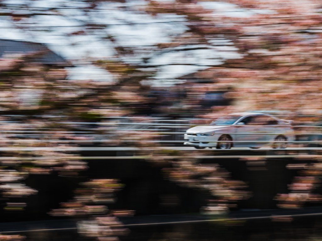 桜流し