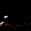 闇桜