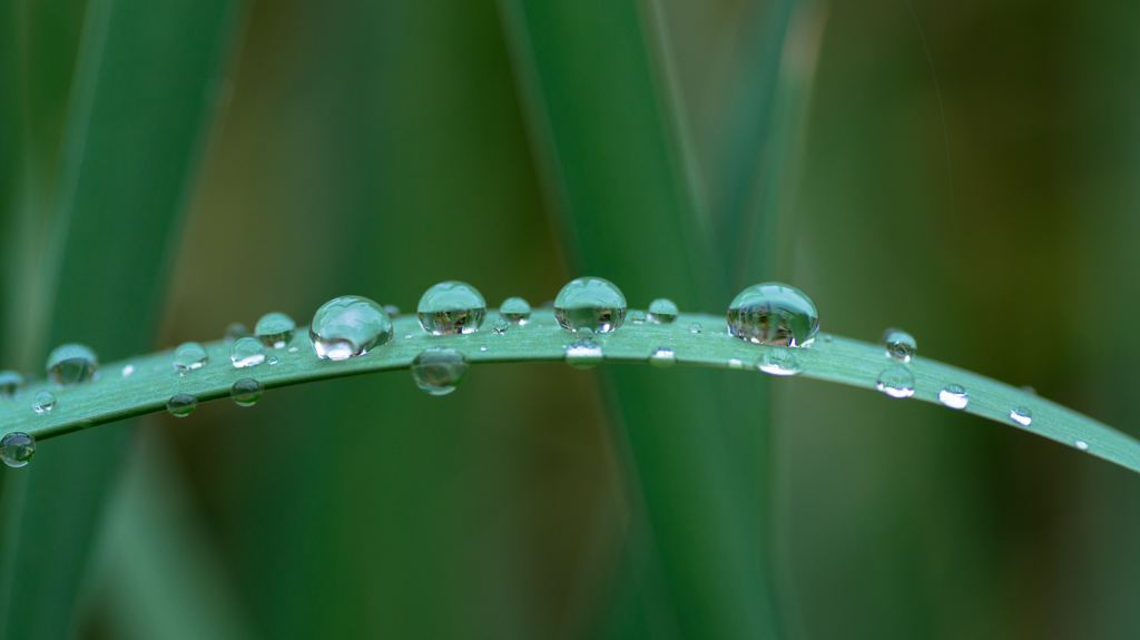 Jewels on a leave