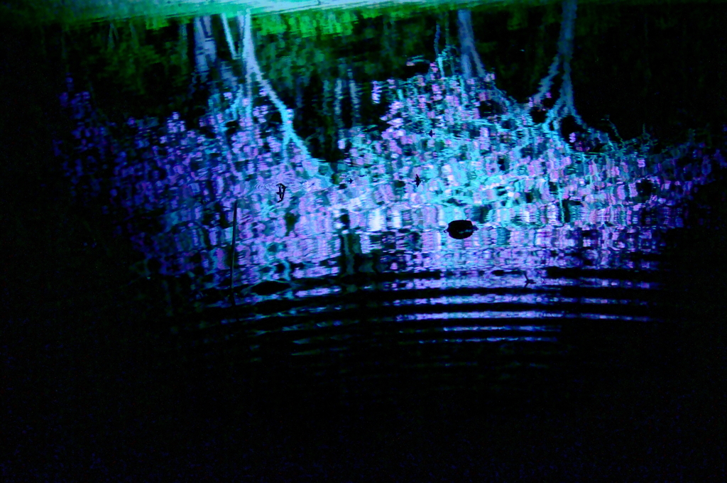 赤い花、水に映る