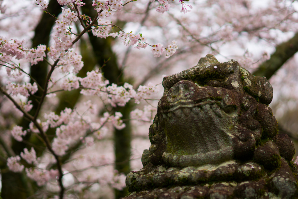 吽と桜