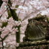 吽と桜