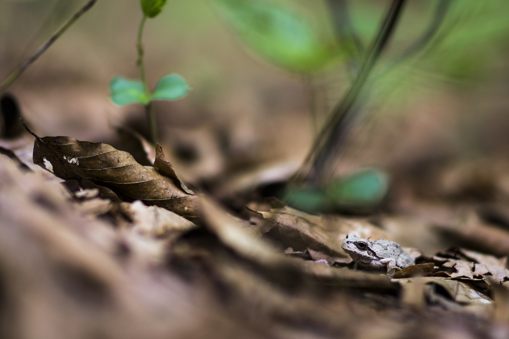 かえるかくれんぼ