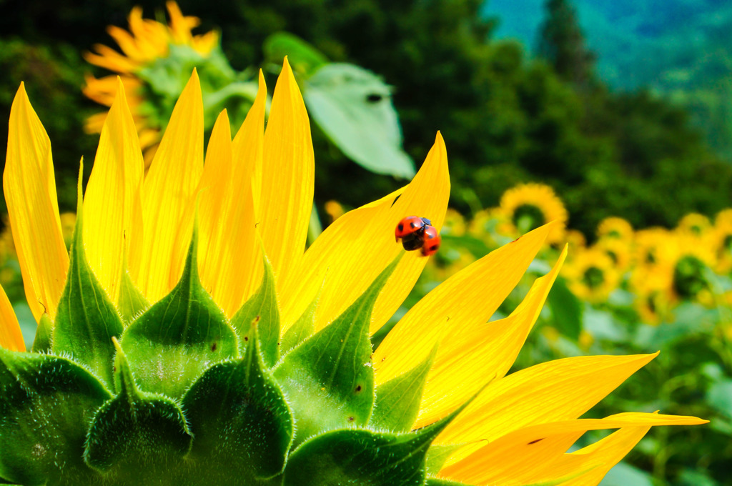 A Ladybug takes off!!