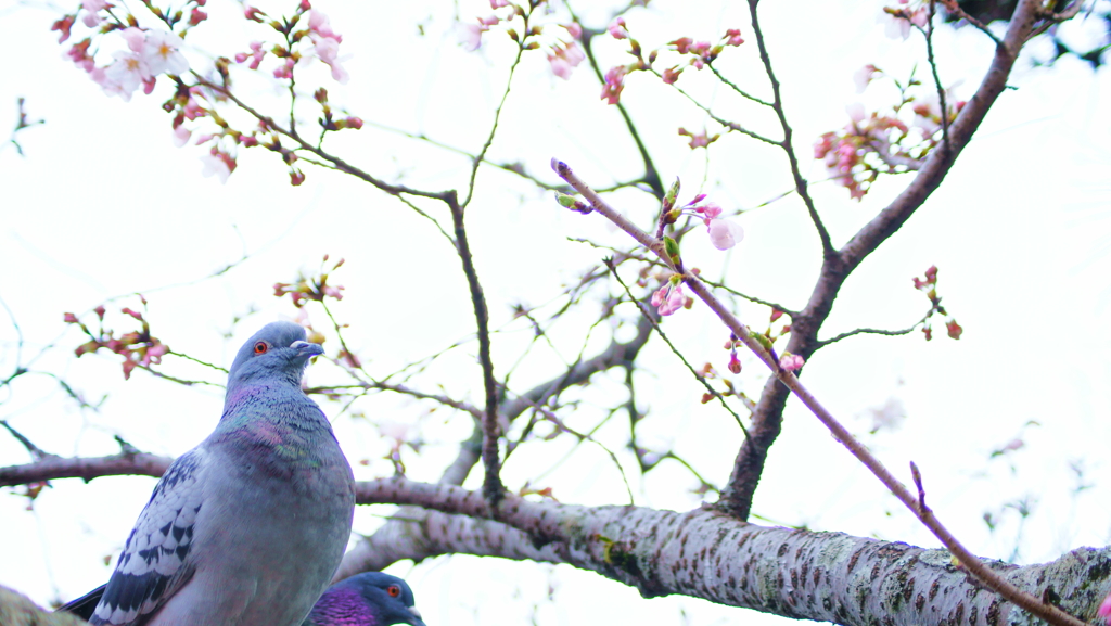 花見鳩