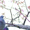 花見鳩