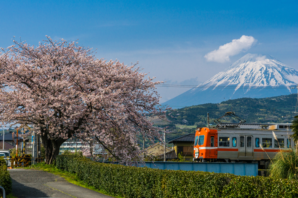 富士山×桜×鉄道